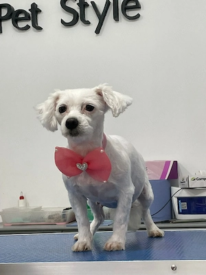 vand bishon mini toy  - imagine 3