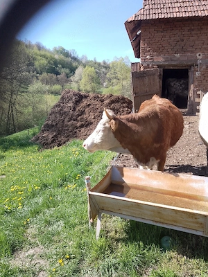 De vânzare vaci cu lapte și gestante  - imagine 3