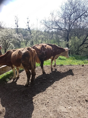 De vânzare vaci cu lapte și gestante  - imagine 2