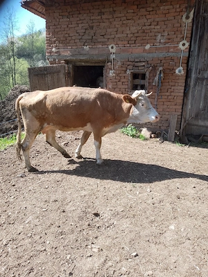 De vânzare vaci cu lapte și gestante  - imagine 4