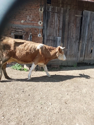 De vânzare vaci cu lapte și gestante 