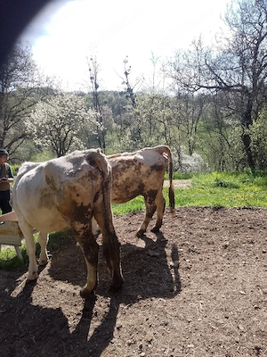 De vânzare vaci cu lapte și gestante  - imagine 5