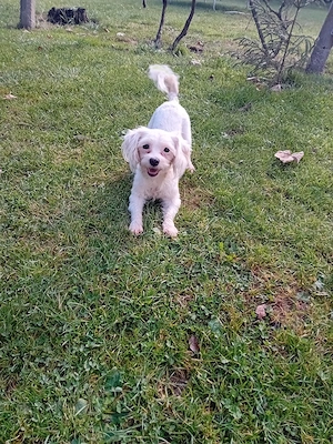 vand bishon mini toy  - imagine 4