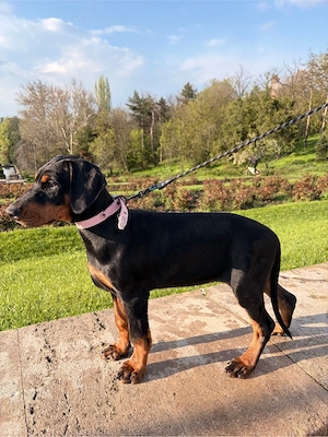 Pui Dobermann - imagine 2