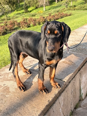 Pui Dobermann