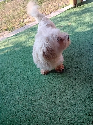 vand bishon mini toy  - imagine 2