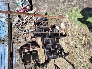 Ciobanesc german pentru rebroducere