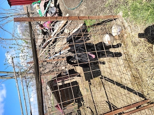 Ciobanesc german pentru rebroducere - imagine 3