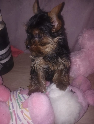 yorkshire terrier fetita 