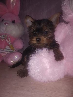 yorkshire terrier fetita  - imagine 2