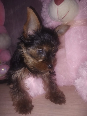 yorkshire terrier fetita  - imagine 4
