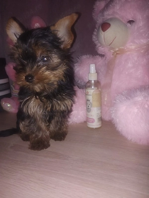 yorkshire terrier fetita  - imagine 5