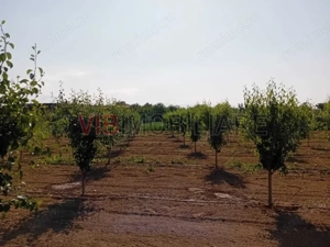 Teren intravilan 16.000 mp | Livadă mixtă | Front stradal 85 ml | Utilități complete