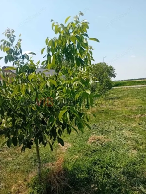 Teren intravilan 16.000 mp | Livadă mixtă | Front stradal 85 ml | Se doreste vanzare sau schimb 
