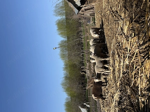 Vând bercuți Oțeleni, Vaslui