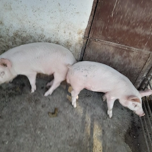 Vând grăsuni  - imagine 4