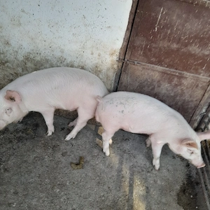 Vând grăsuni  - imagine 3