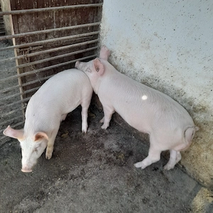 Vând grăsuni  - imagine 5