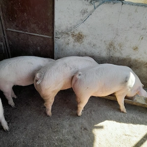 Vând grăsuni  - imagine 2