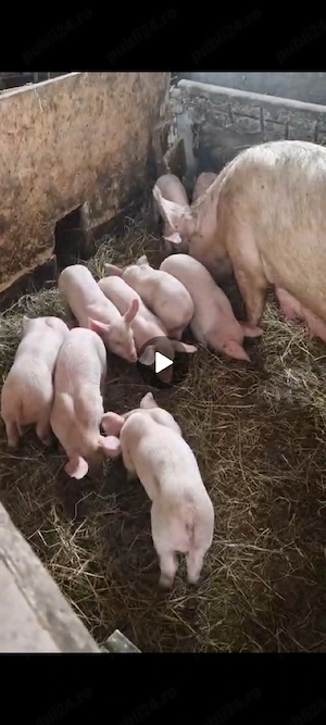 purcei de vanzare  - imagine 2