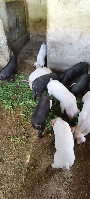 Purcei asigur transport  - imagine 2