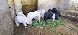 Purcei asigur transport 