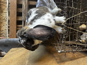 Pui iepure berbec german