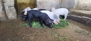 Purcei asigur transport  - imagine 3