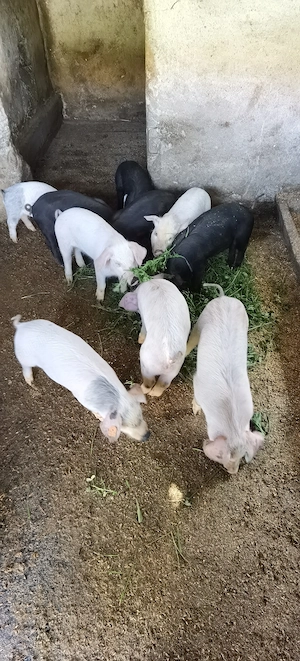 Purcei asigur transport  - imagine 4