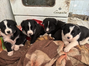 Adopție URGENTĂ 14 cățeluși Județul Constanța - imagine 3