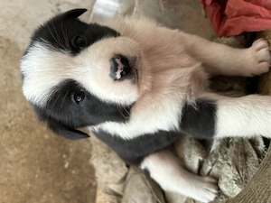 Adopție URGENTĂ 14 cățeluși Județul Constanța - imagine 4