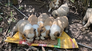 Adopție URGENTĂ 14 cățeluși Județul Constanța