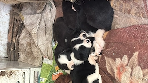 Adopție URGENTĂ 14 cățeluși Județul Constanța - imagine 2