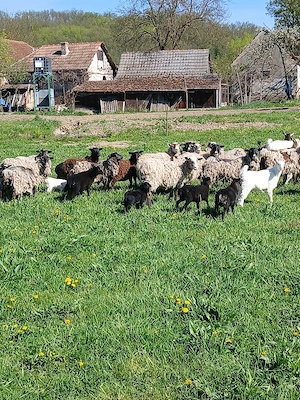 Vând capre oii - imagine 5