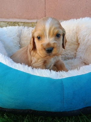 Pui de cocker spaniel rasă pură. - imagine 2