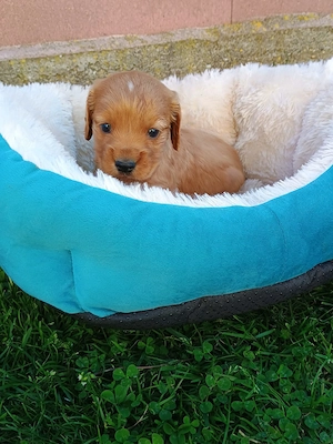 Pui de cocker spaniel rasă pură. - imagine 4