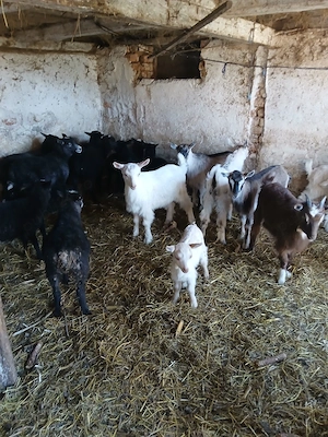 Vând capre oii - imagine 2