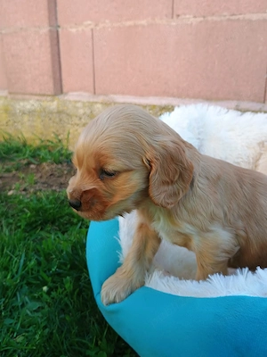 Pui de cocker spaniel rasă pură. - imagine 5