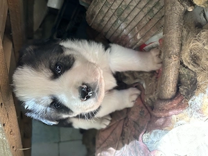 Adopție URGENTĂ 14 cățeluși Județul Constanța - imagine 5