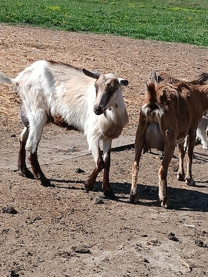 Vând capre oii - imagine 4