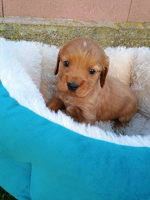 Pui de cocker spaniel rasă pură. - imagine 3