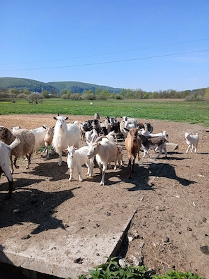 Vând capre oii - imagine 3