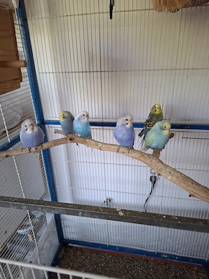 Peruși tineri 2026. - imagine 3