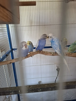 Peruși tineri 2026. - imagine 2