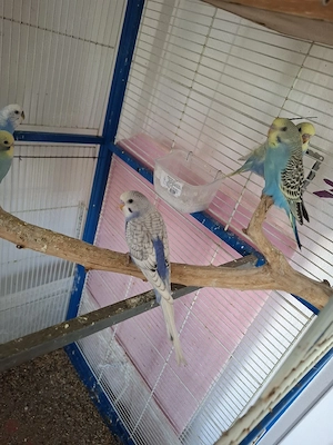 Peruși tineri 2026. - imagine 4