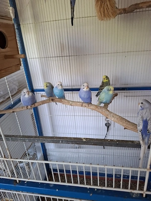 Peruși tineri 2026.