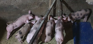 purcei petrean de 10 saptamani