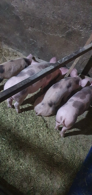 purcei petrean de 10 saptamani - imagine 3