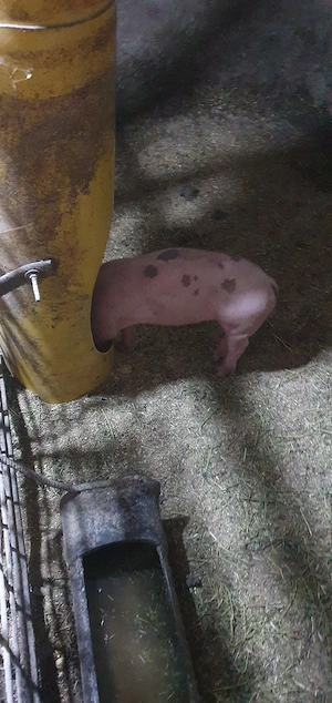 purcei petrean de 10 saptamani - imagine 2