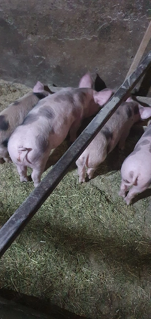 purcei petrean de 10 saptamani - imagine 4